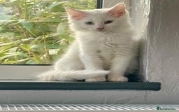 Khao Manee cats for sale: Stunning litter heterochromia kittens  - Image 5