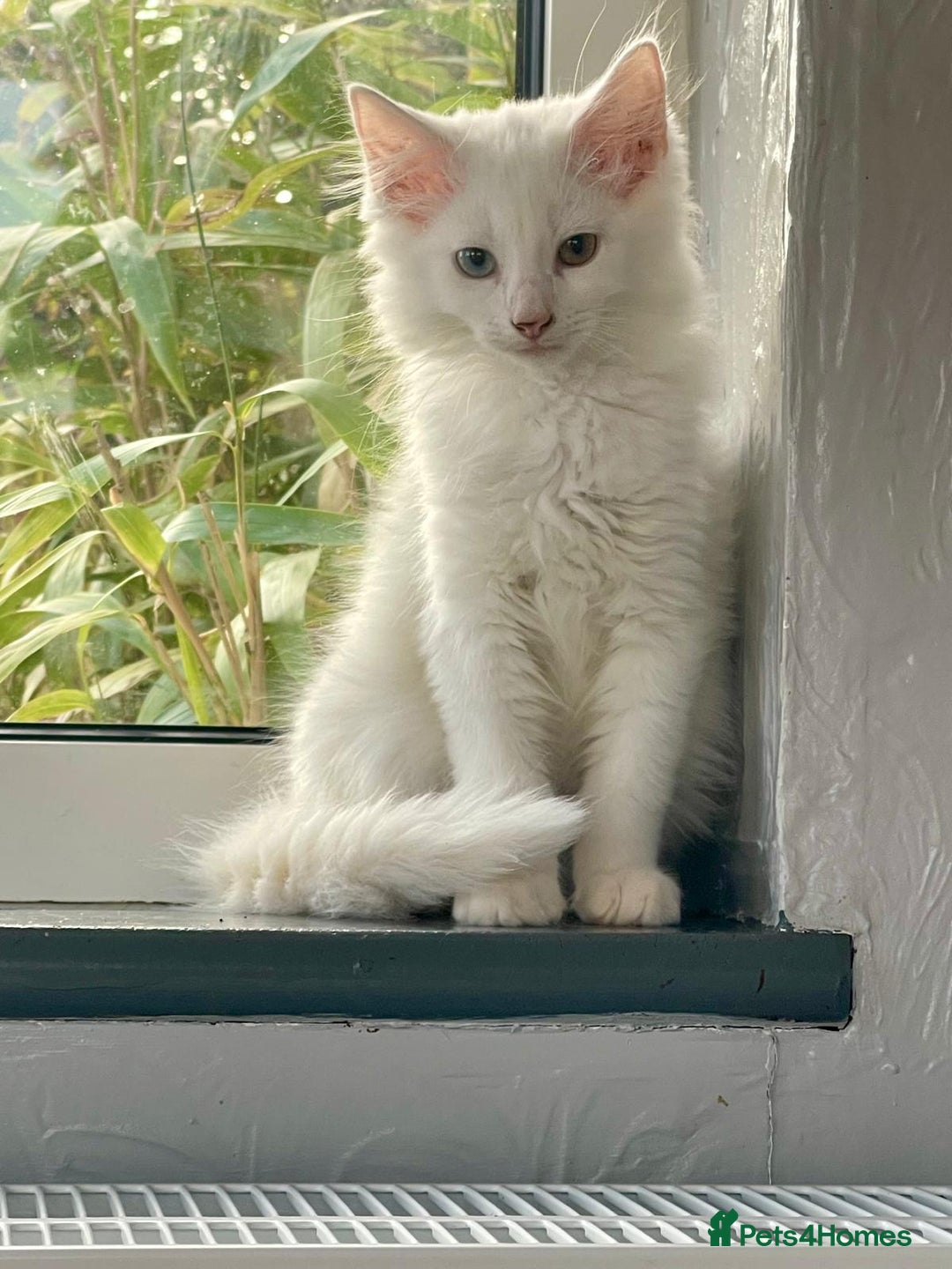 Khao Manee cats for sale: Stunning litter heterochromia kittens  - Image 5