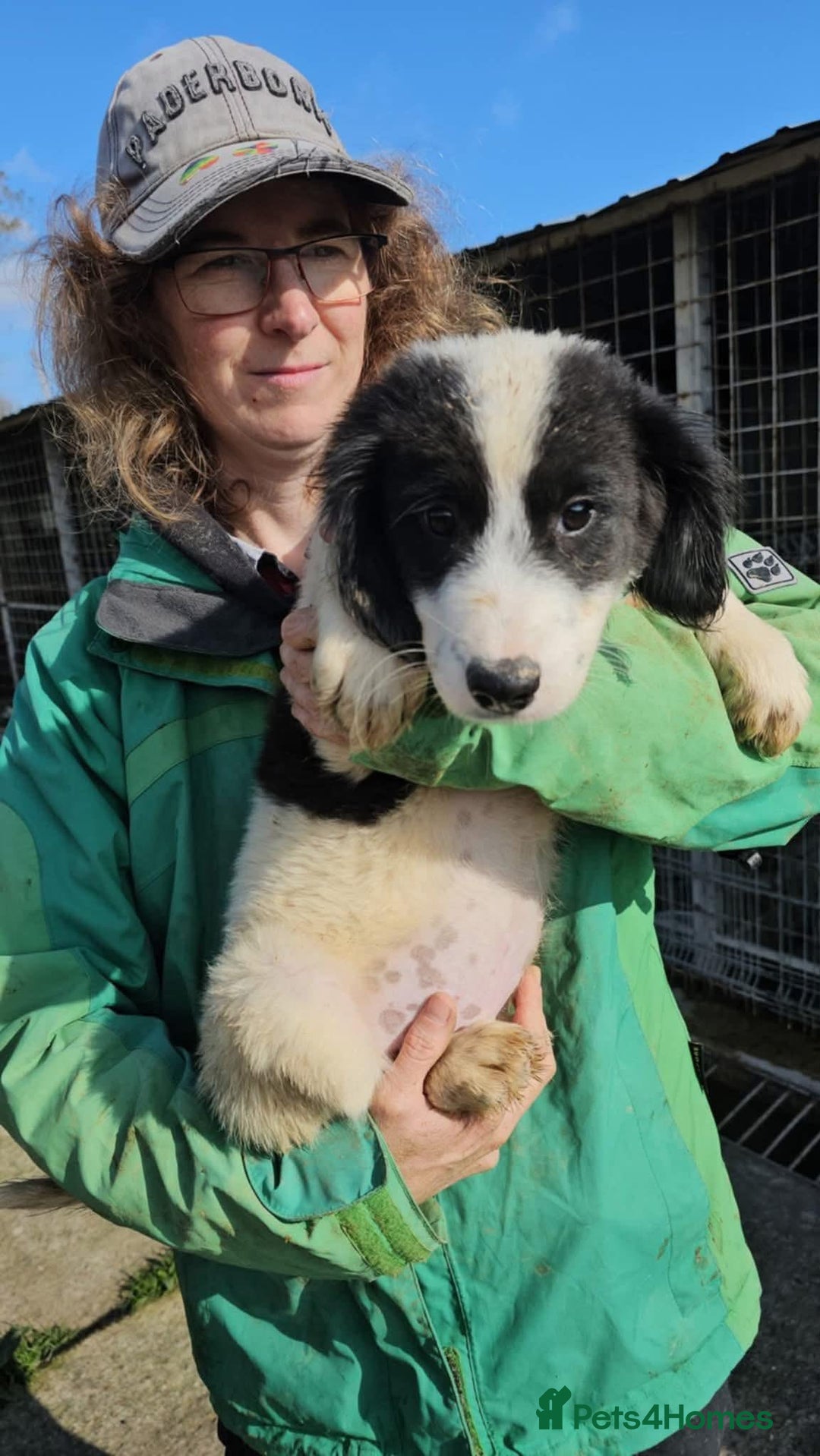 Mixed Breed dogs for adoption: Duke - North Walsham Norfolk  - Advert 1