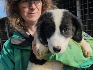 Mixed Breed dogs Duke - North Walsham Norfolk - Advert 1