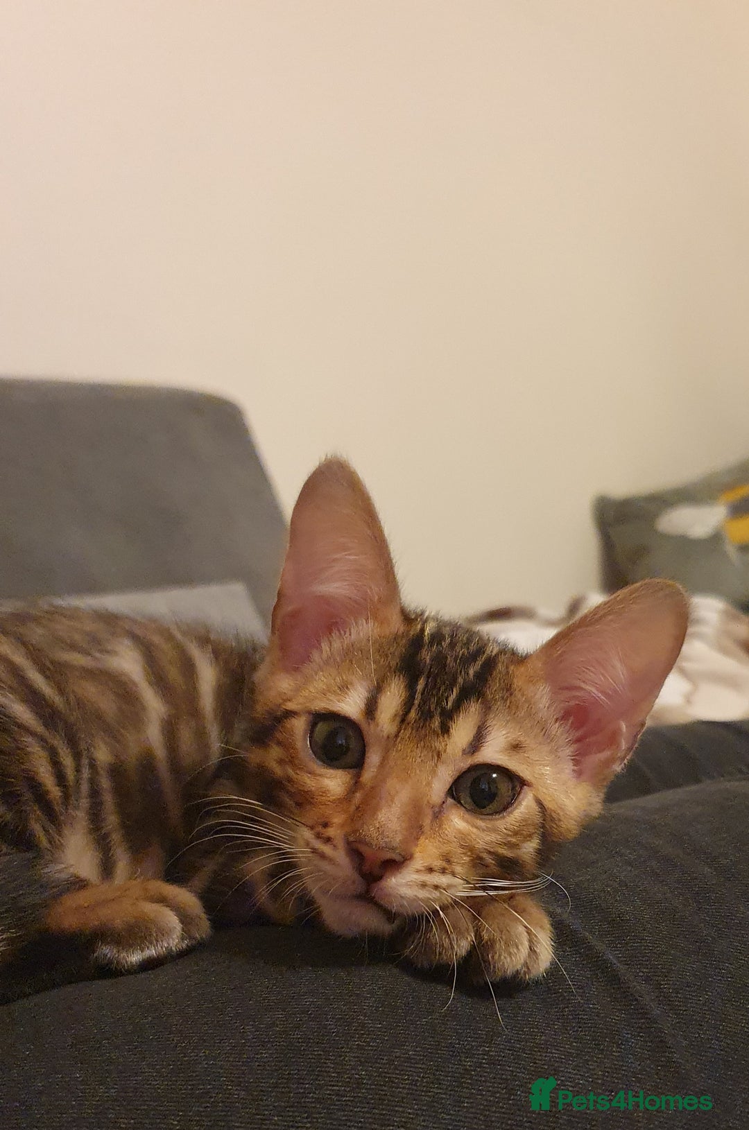 Bengal cats for sale: Beautiful Bengal kittens - Advert 9