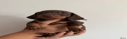 Miniature Dachshund dogs for sale: Amazing Pure Miniature Dachshund for sale!   - Advert 10
