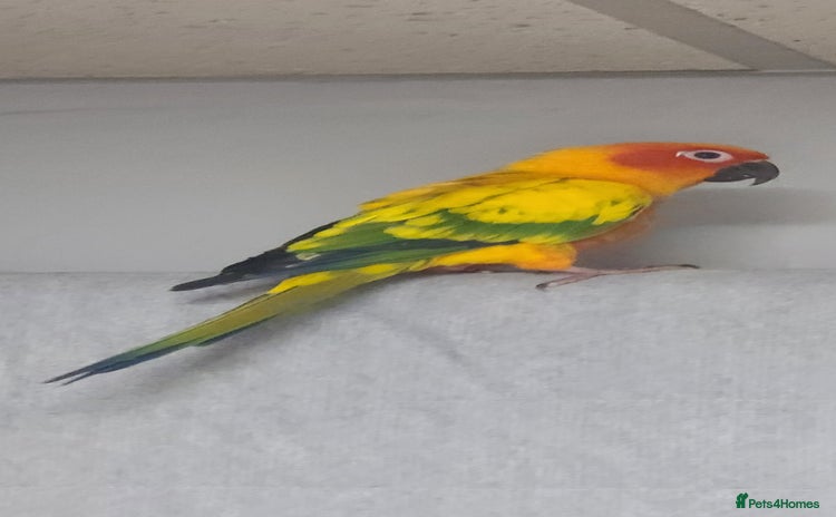 Conures birds - Advert 1