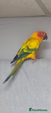 Conures birds - Advert 8