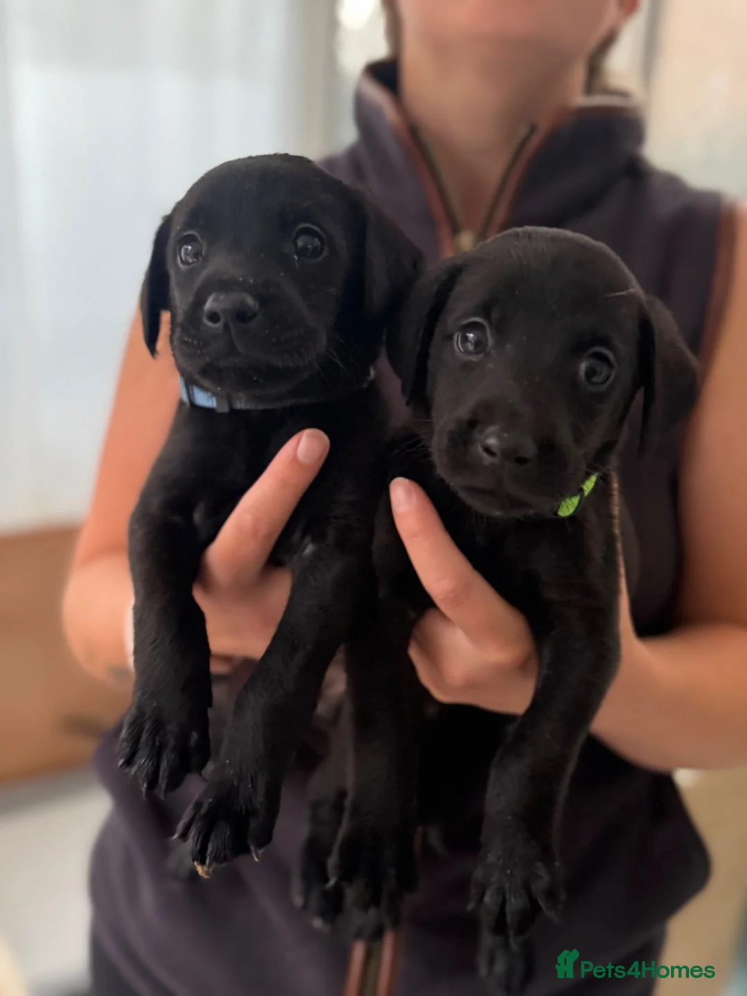 Labrador Retriever dogs for sale: Black Labrador puppies  - Advert 2