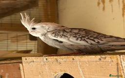 Cockatiels birds for sale: Baby Cockatiels, aviary bred - Image 9