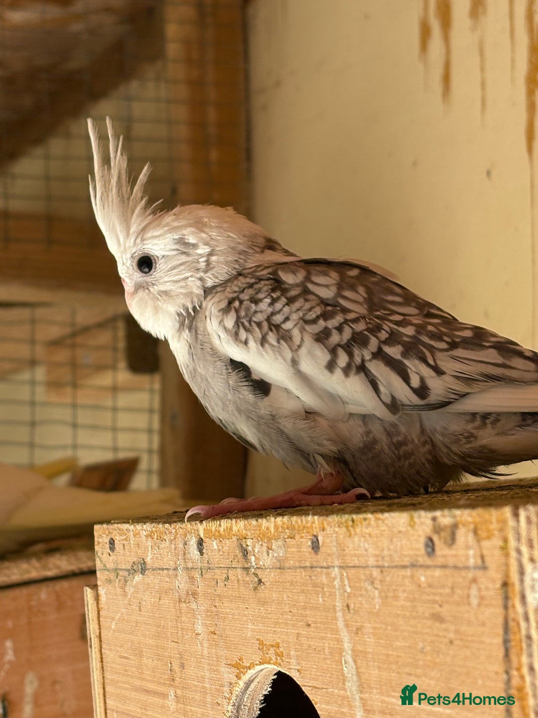 Cockatiels birds for sale: Baby Cockatiels, aviary bred - Image 9