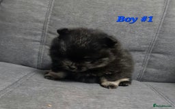 Pomeranian dogs for sale: Beautiful pomeranian puppies for sale 🥰 - Image 6