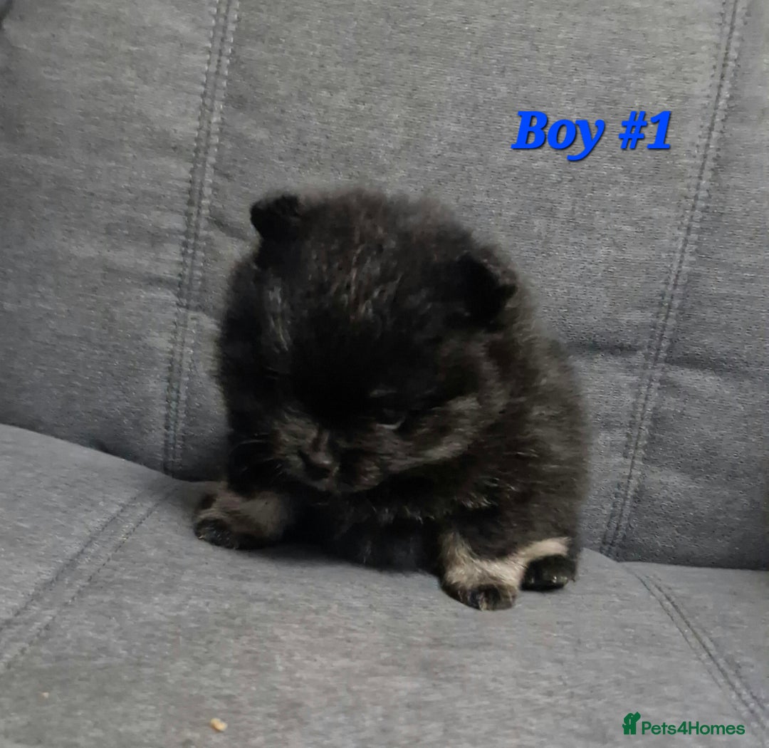 Pomeranian dogs for sale: Beautiful pomeranian puppies for sale 🥰 - Image 6