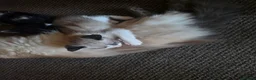 Ragdoll cats for sale: Mixed breed ragdolls.  - Advert 17