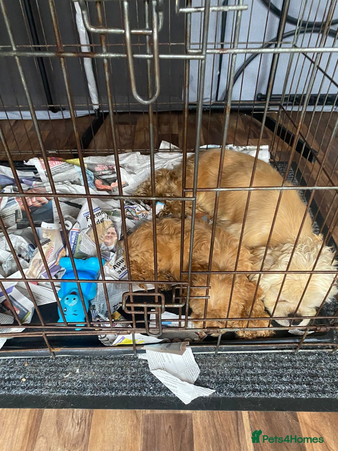 Cockapoo dogs for sale: Beautiful Cavapoo Puppy of Fox Red F1  - Image 9