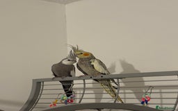 Cockatiels birds for sale: Beautiful Proven Pair of Cockatiels  - Image 4