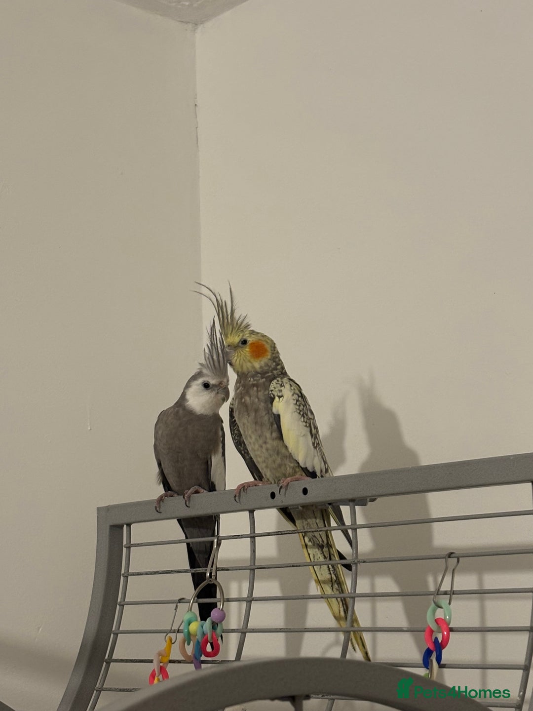 Cockatiels birds for sale: Beautiful Proven Pair of Cockatiels  - Image 4