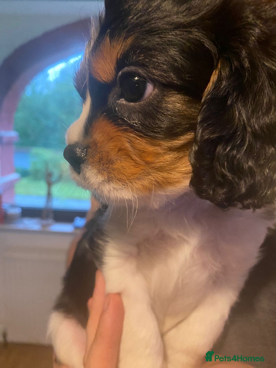 Cavalier King Charles Spaniel dogs for sale: Cavalier King Charles Spaniel Puppies - Image 6