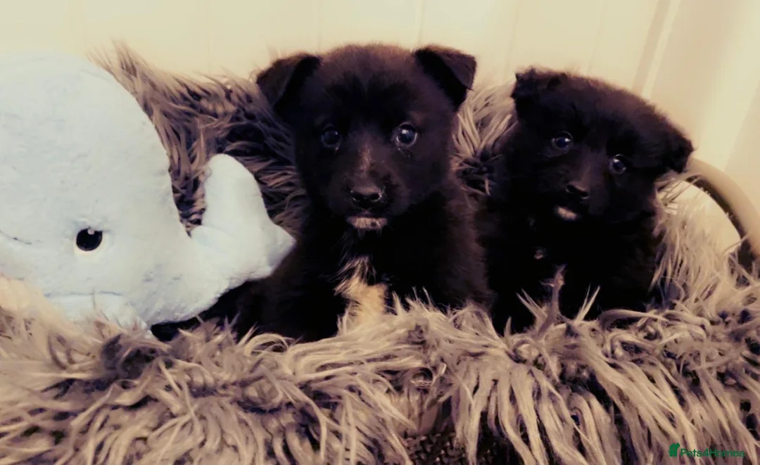 Pomsky dogs for sale: Pomsky puppies ready for their forever home 💞 in Swansea - Advert 21