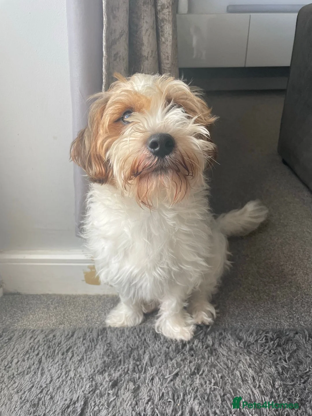 Mixed Breed dogs for sale: Jack Russell x Shih Tzu  - Advert 14