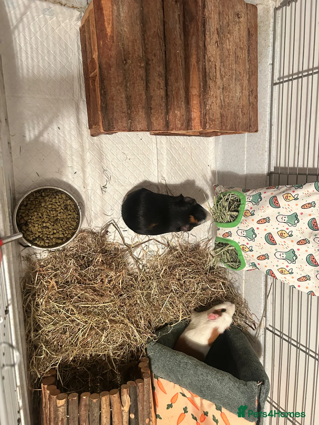 Guinea Pig rodents for sale: Family of guinea pigs  - Advert 2