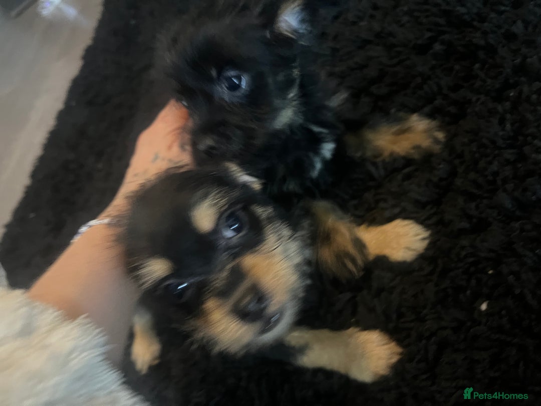 Mixed Breed dogs for sale: Jackapoo frenchy - Advert 7