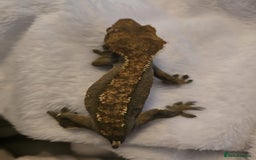 Gecko reptiles for sale: Proven Harlequin Female  - Image 7