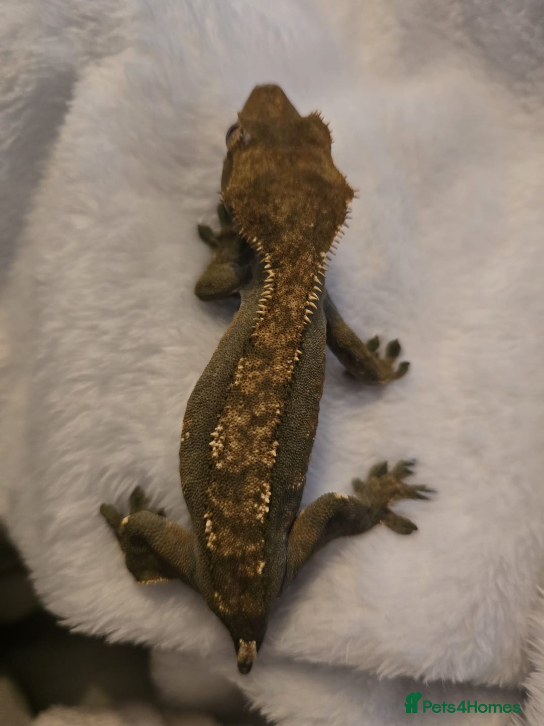 Gecko reptiles for sale: Proven Harlequin Female  - Image 7