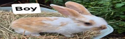 Mixed Breed rabbits for sale: 7 lovely mixed breed rabbits  - Advert 8