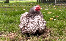 Chickens poultry for sale: X4 Pekin Bantam Hens - Image 5