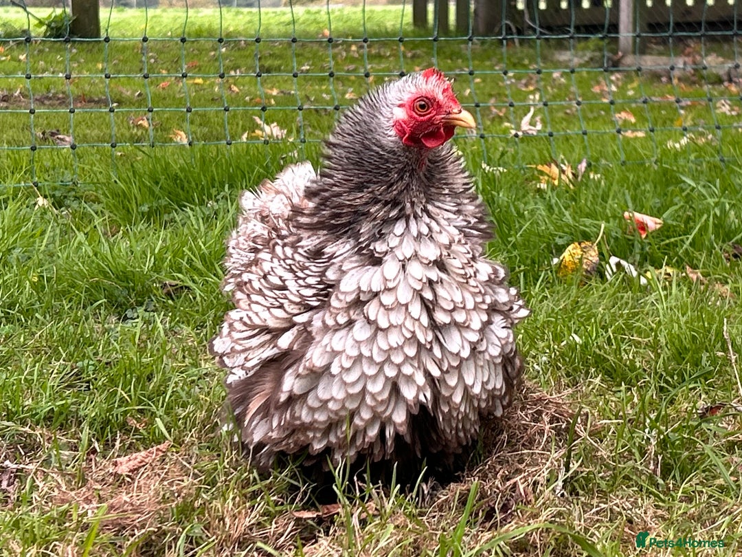 Chickens poultry for sale: X4 Pekin Bantam Hens - Image 5