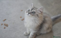 Persian cats for sale: silver chinchilla persian male - Image 9