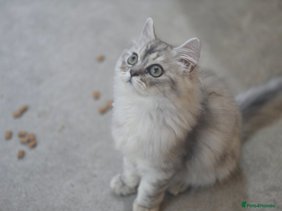 Persian cats for sale: silver chinchilla persian male - Image 9