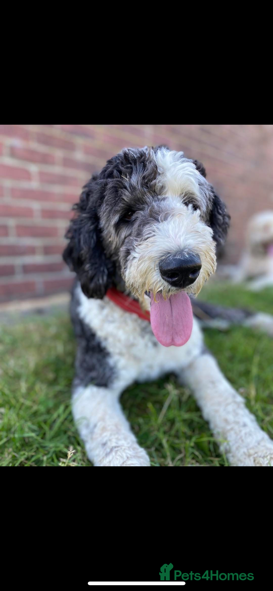 Sheepadoodle dogs for sale: Sheepadoodle pups - Advert 10