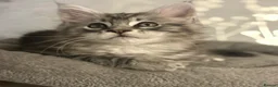 Maine Coon cats for sale: Last kitten remaining quality Maine coon kittens - Advert 15
