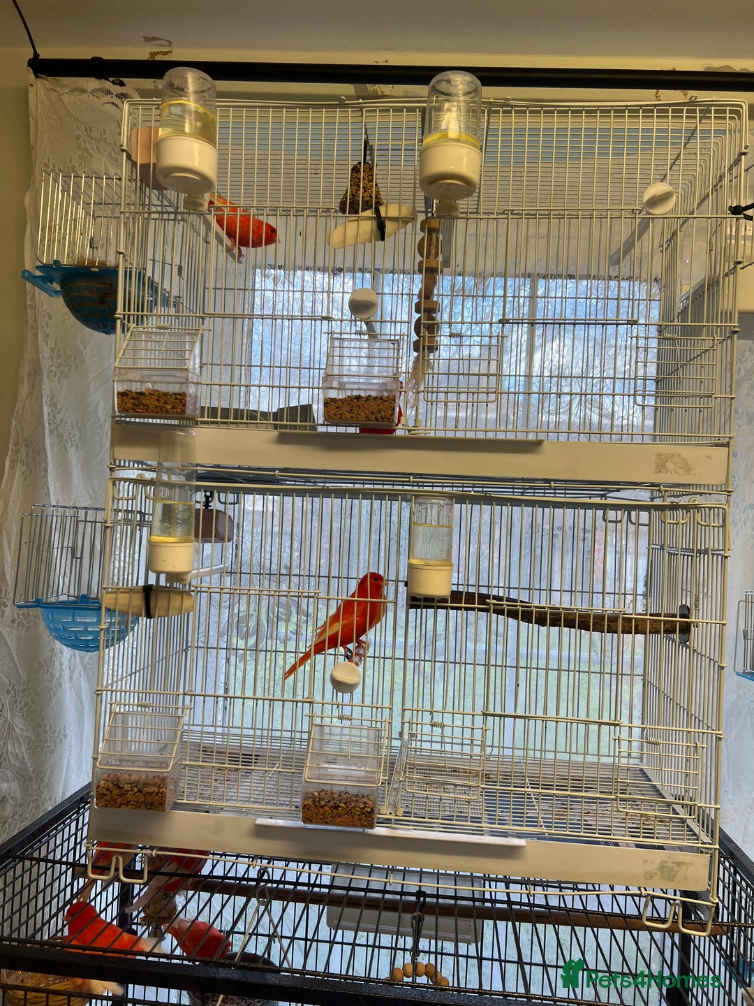 Canaries birds for sale: Varied Canaries for sale (Mostly Red Factors) - Advert 5