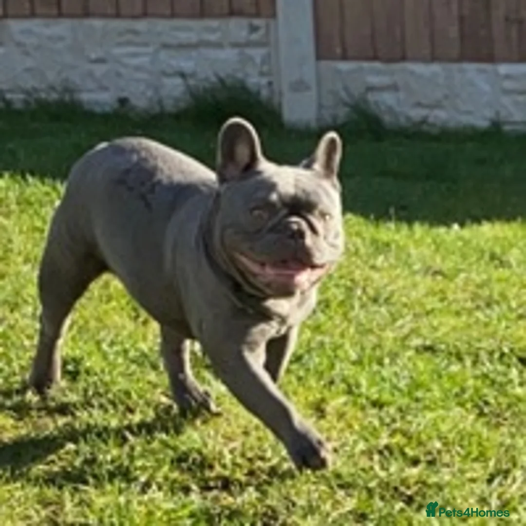 French Bulldog dogs for stud: solid lilac aa french bulldog health tested in Lincoln - Advert 10