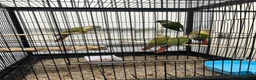 Conures birds for sale: 🦜pineapple-cheek Conures🦜 Cockatiels 🦜 - Advert 2