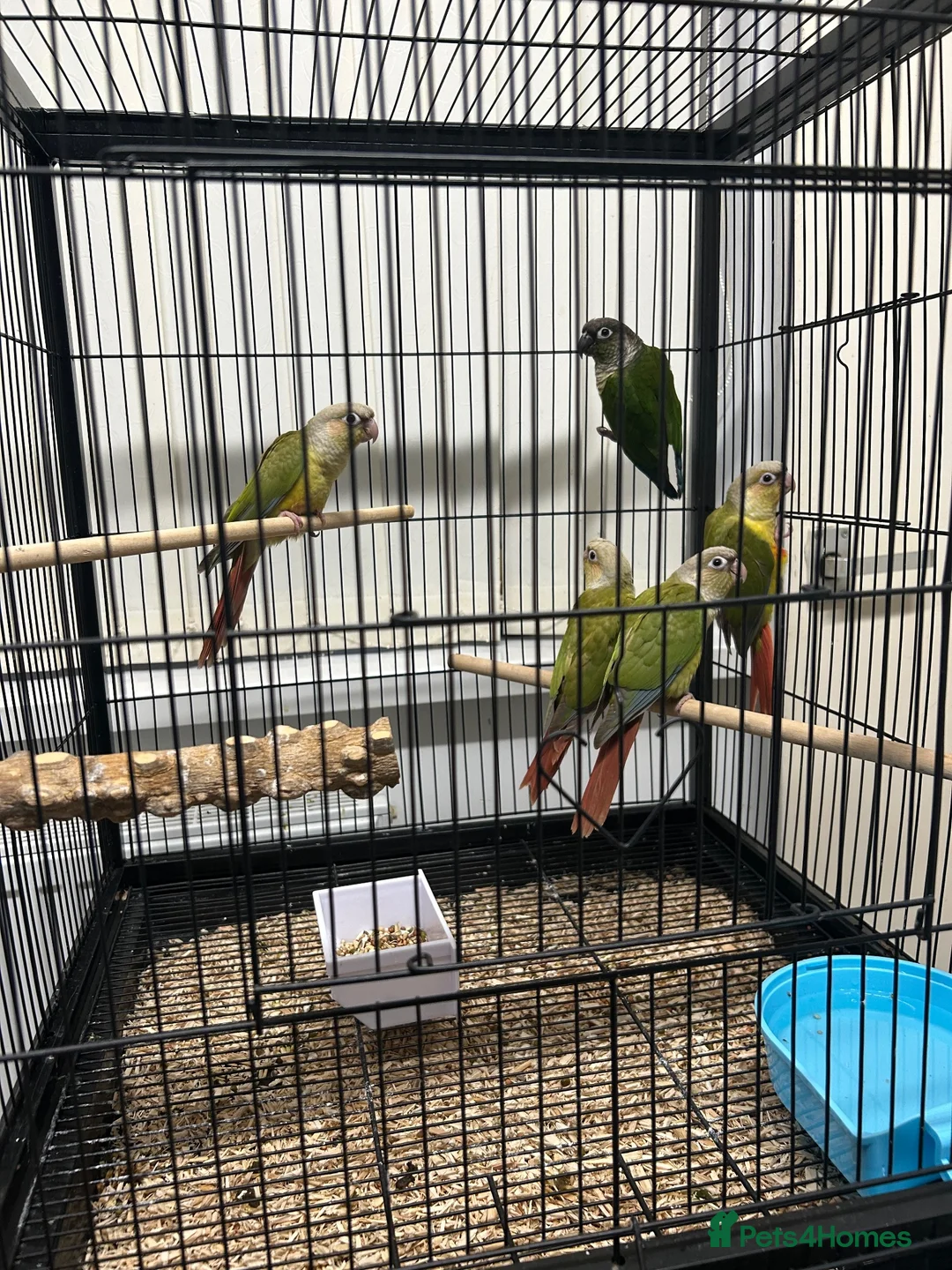 Conures birds for sale: 🦜pineapple-cheek Conures🦜 Cockatiels 🦜 - Advert 2