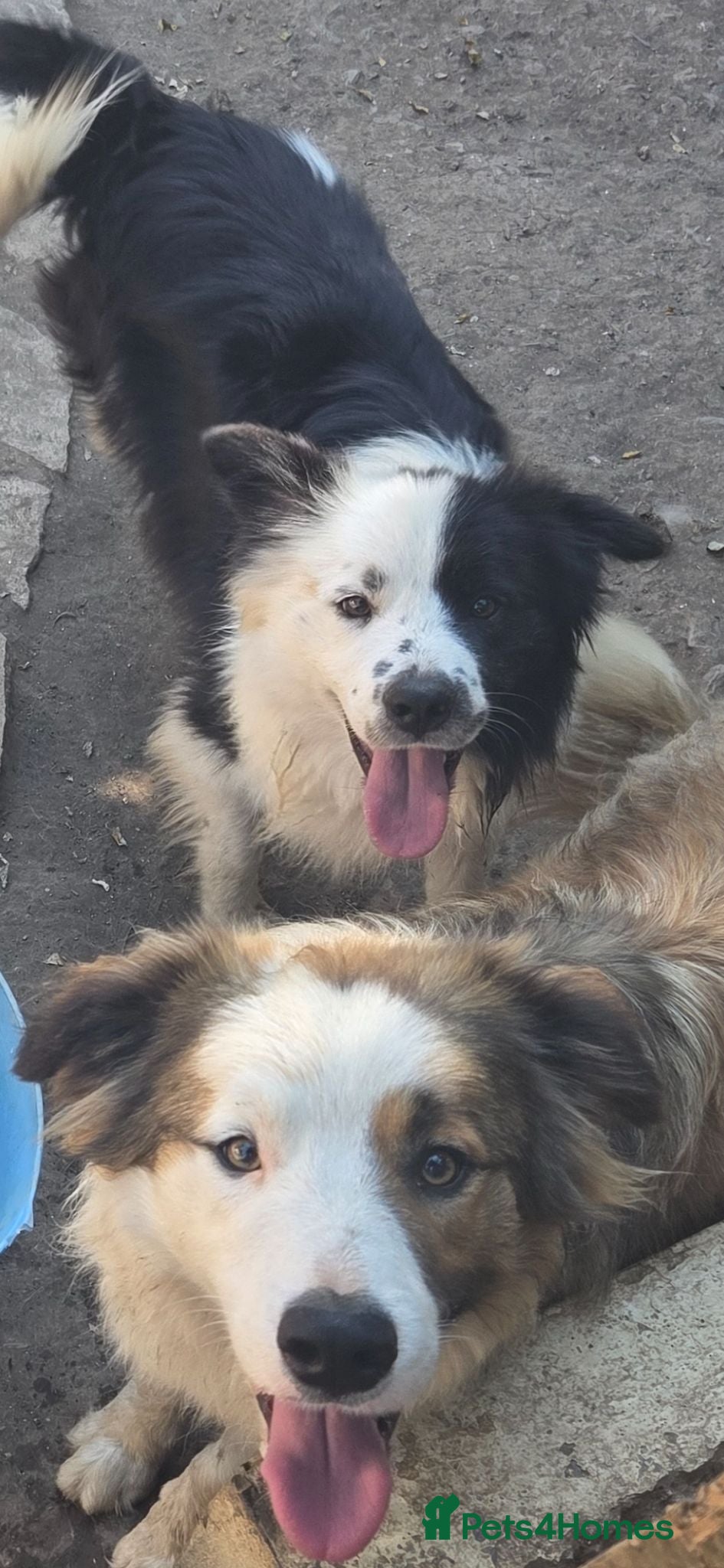Border Collie dogs Gorgeous Purebred Border collies - Advert 17