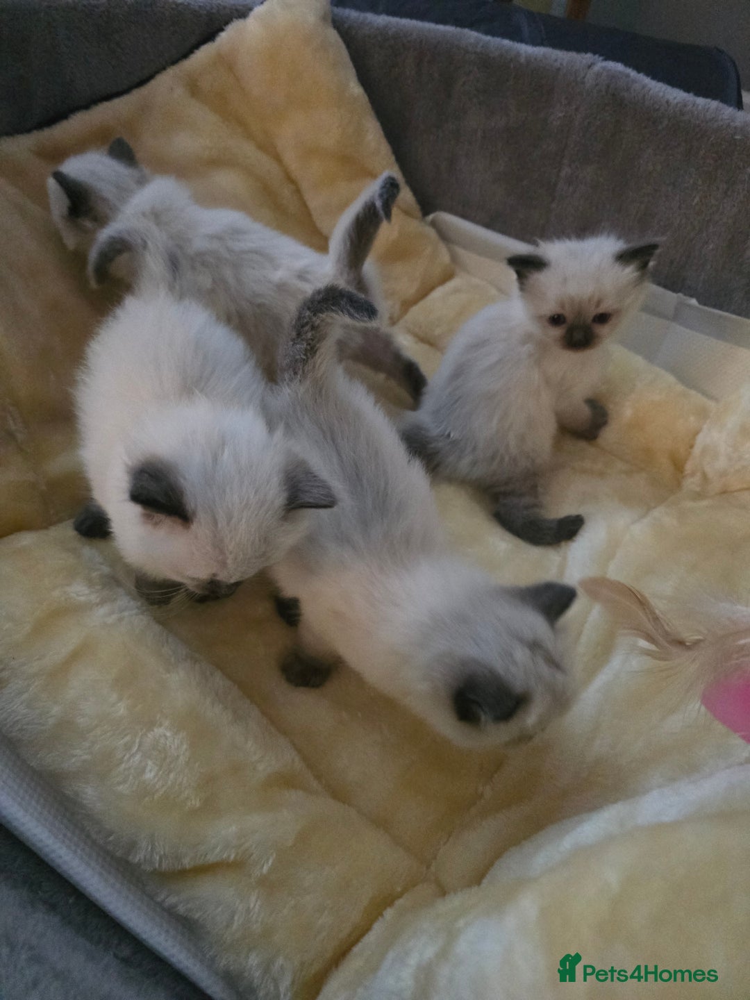 Ragdoll cats for sale: Ragdol KITTENS 😸 ♥️  - Image 29