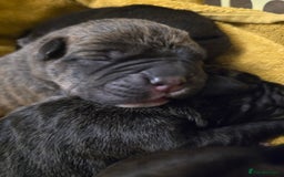 Cane Corso dogs for sale: 8 beautiful pedigree Cane Corso puppies - Image 6