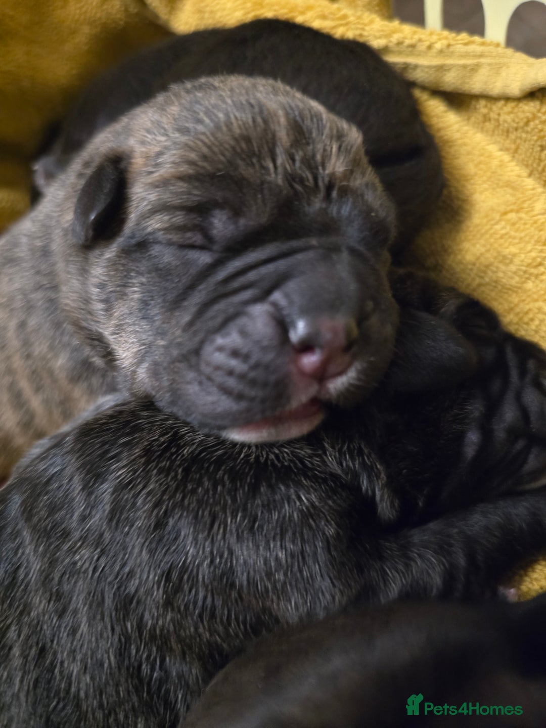 Cane Corso dogs for sale: 8 beautiful pedigree Cane Corso puppies - Image 6