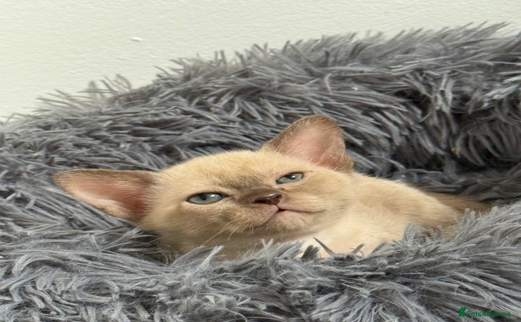 Burmese cats - Advert 1