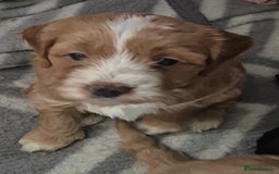 Cockapoo dogs for sale: Gorgeous cockapoo puppies. - Image 7