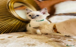 Ragdoll cats for sale: QUALITY GCCF RAGDOLLS KITTENS READY NOW  - Image 10