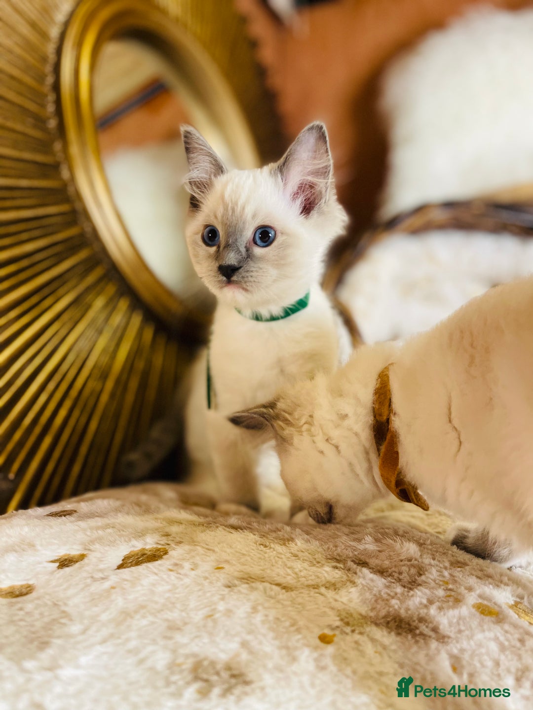 Ragdoll cats for sale: QUALITY GCCF RAGDOLLS KITTENS READY NOW  - Image 10