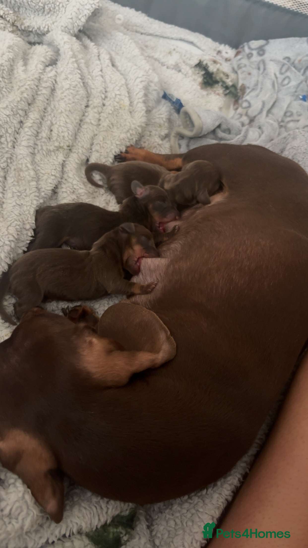 Miniature Dachshund dogs Miniature dachshund puppies  - Advert 4