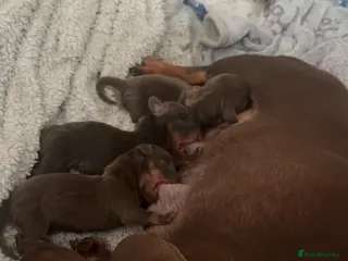 Miniature Dachshund dogs Miniature dachshund puppies - Advert 4