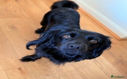 Mixed Breed dogs for sale: Mixed spaniel  - Image 4