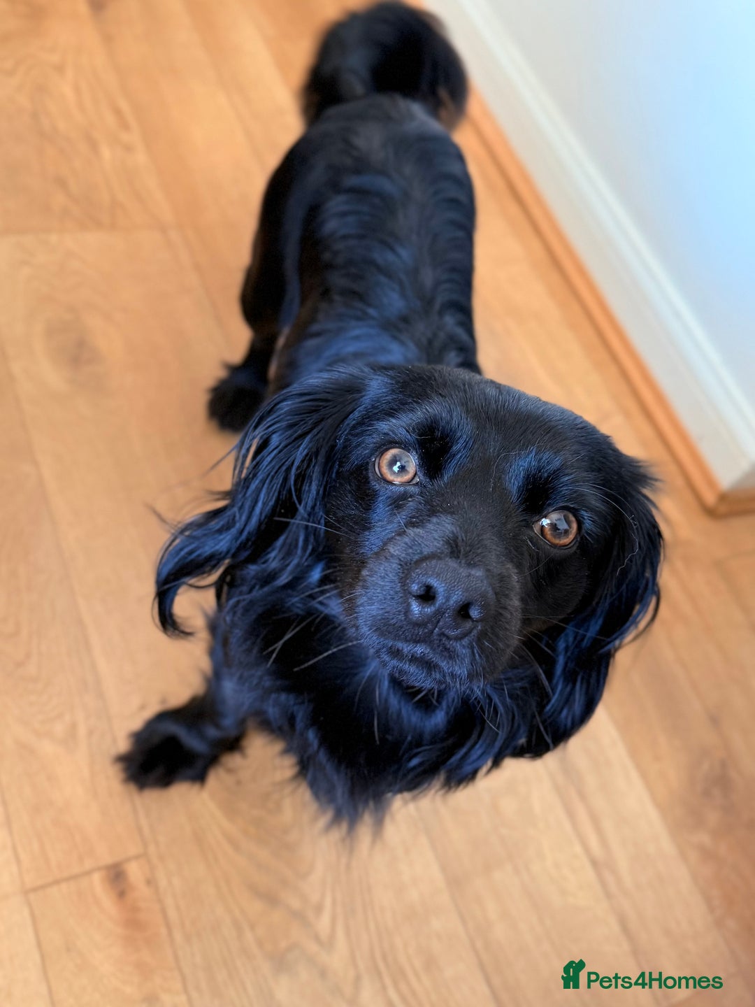 Mixed Breed dogs for sale: Mixed spaniel  - Image 4