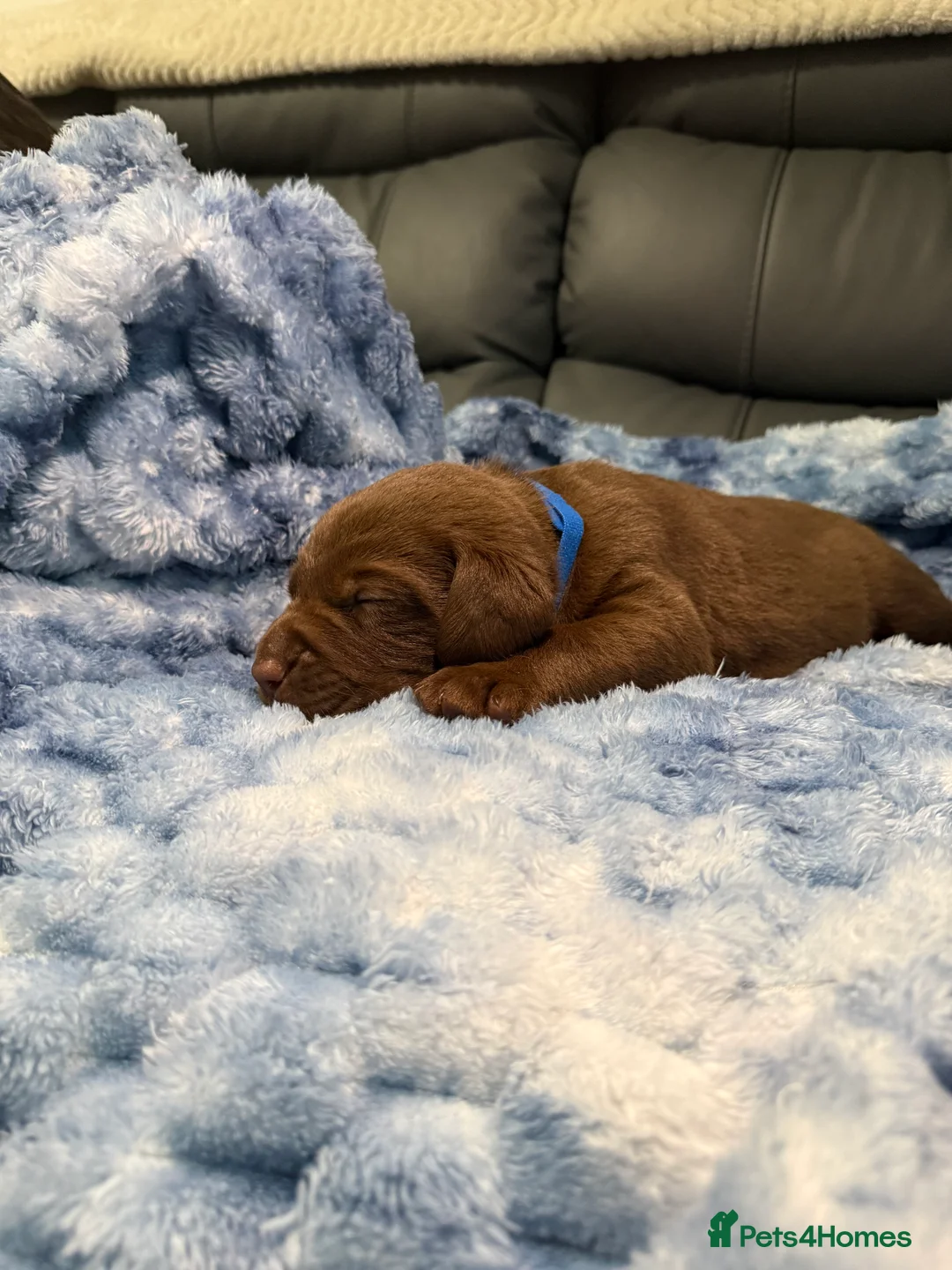 Labrador Retriever dogs for sale: STUNNING CHOCOLATE LABRADOR PUPPIES!!!! - Advert 12