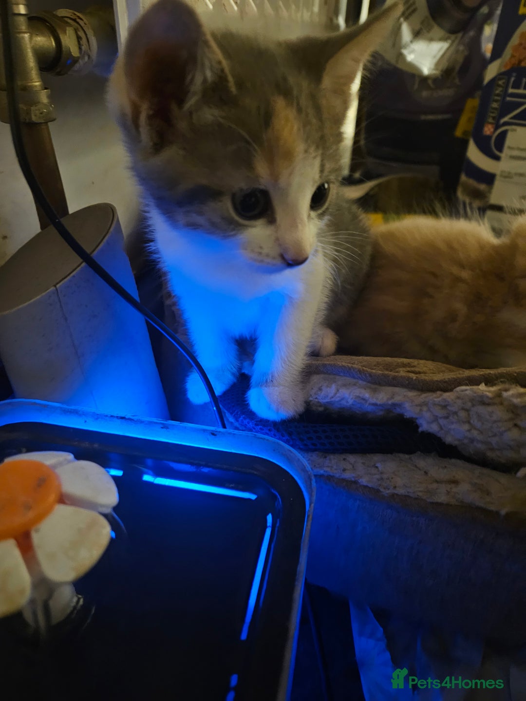 Mixed Breed cats for sale: Cute playful kittens  - Advert 3