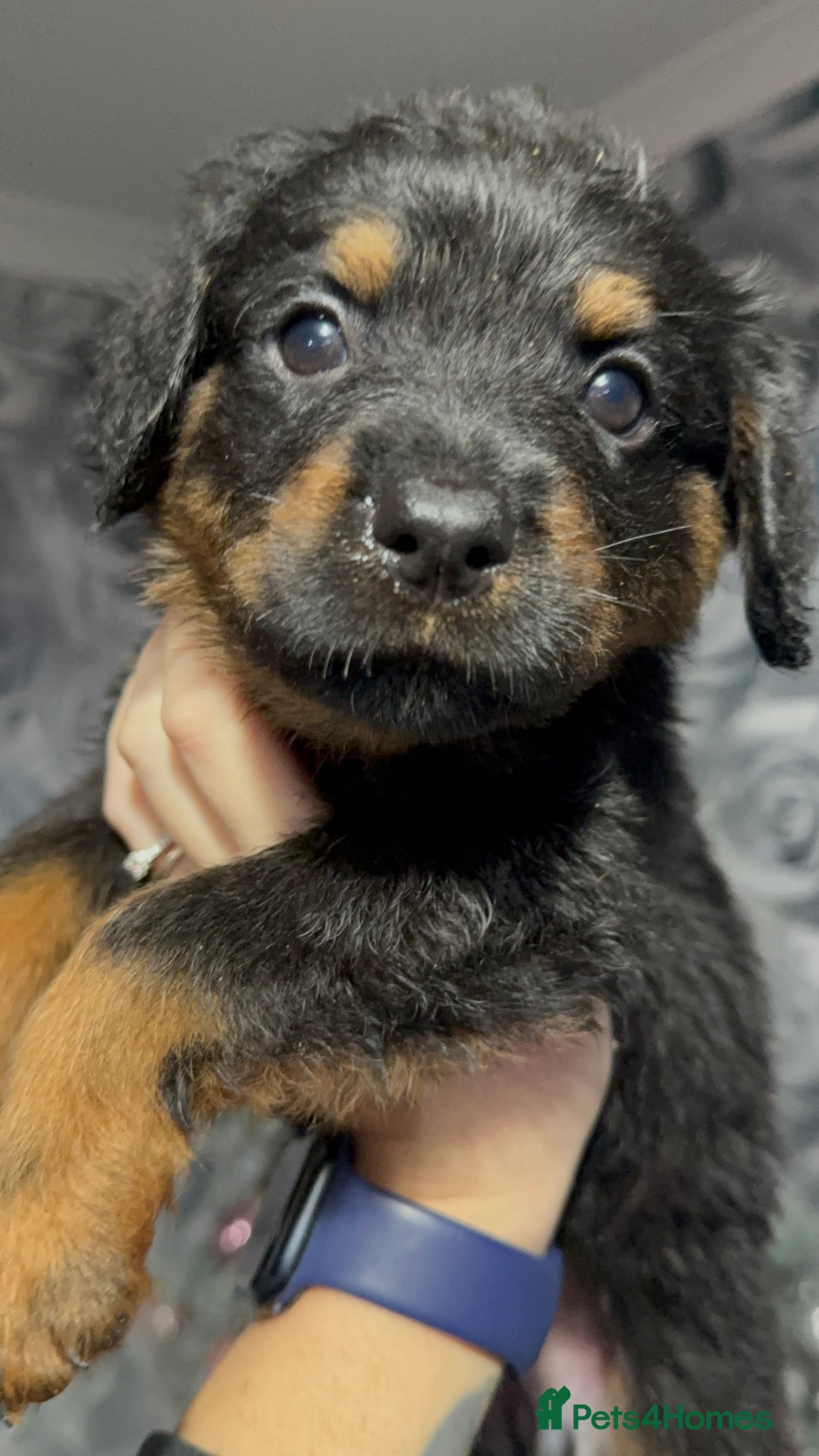 Rottweiler dogs for sale: Male rottweilwr puppy looking for a forever home - Advert 5